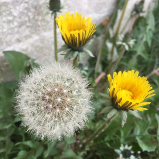 Dandelions and Fairy Clocks