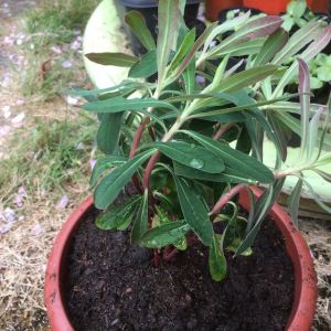 Euphorbia