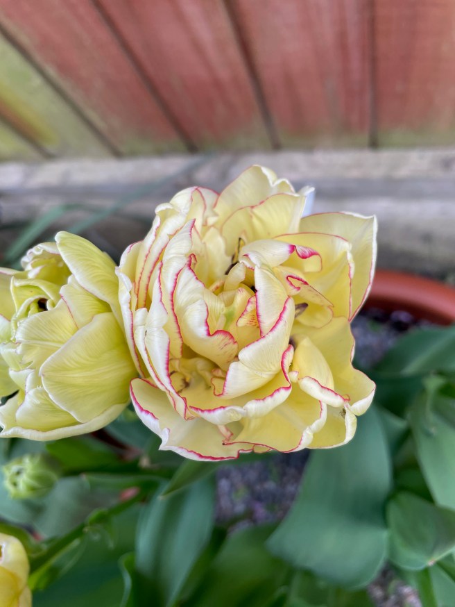 Cream and pink tulips