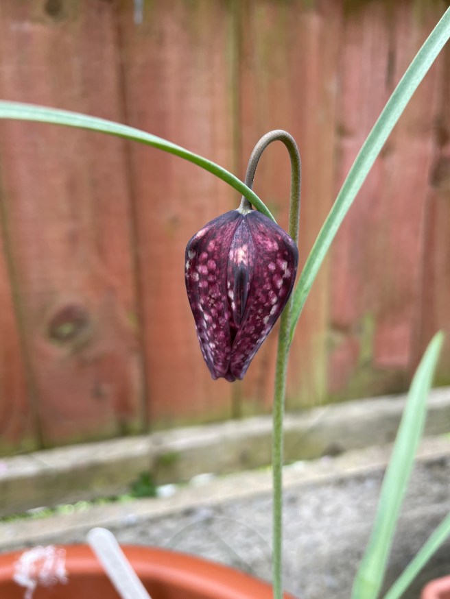 Snakes-head Fritillary flower 