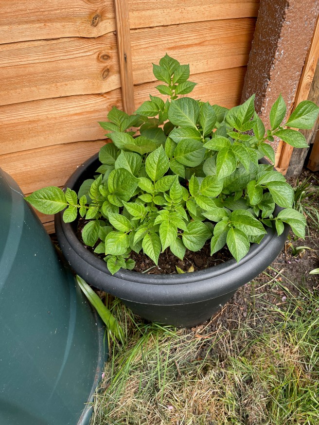 Potato plants in a large tub