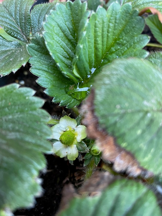Strawberry plant with small white flower