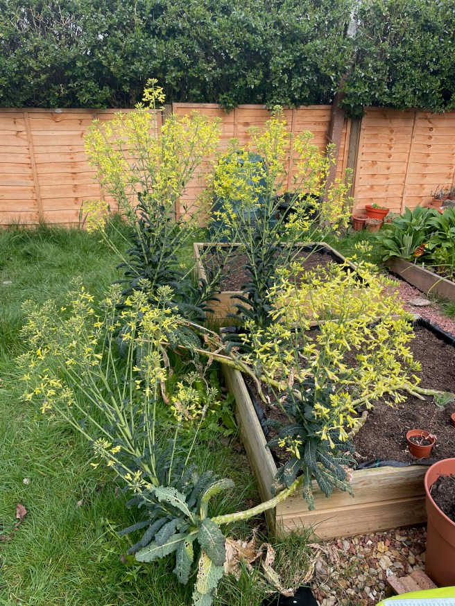 Kale plants in raised bed