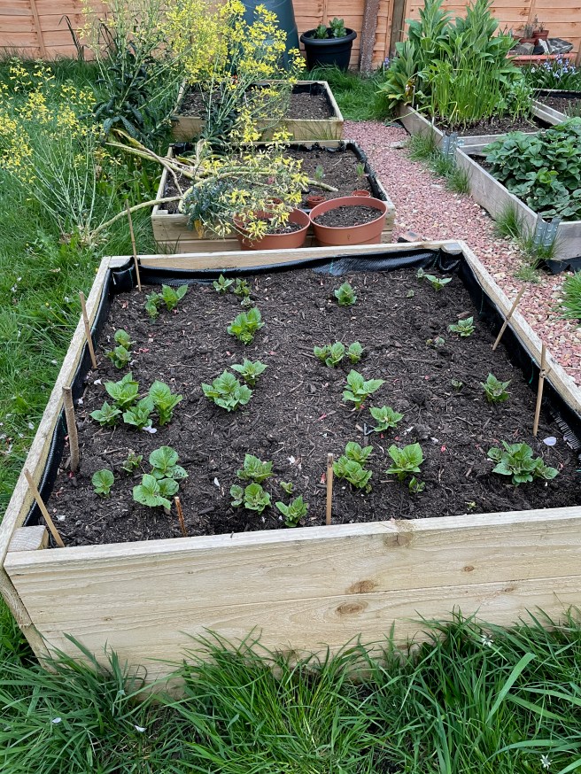 Raised beds with small potato plants showing