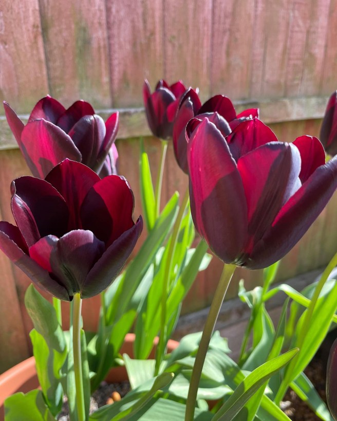 Paul Scherer Tulips
