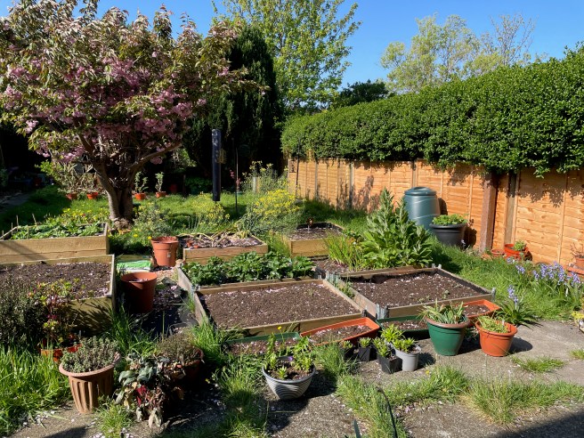 Raised beds in garden