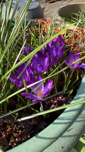 Image of purple crocus flowers with yellow centres.