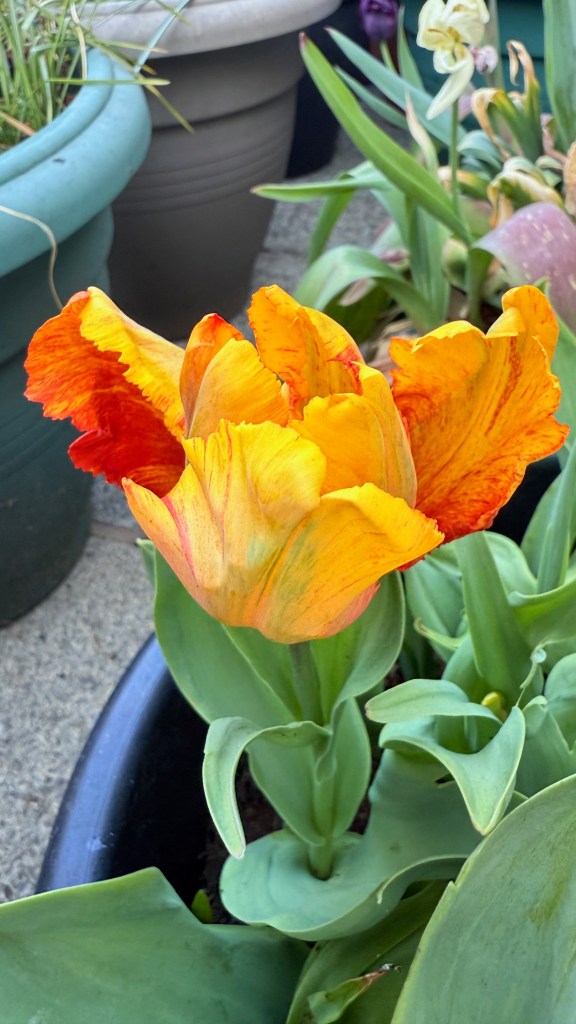 Parrot Tulip