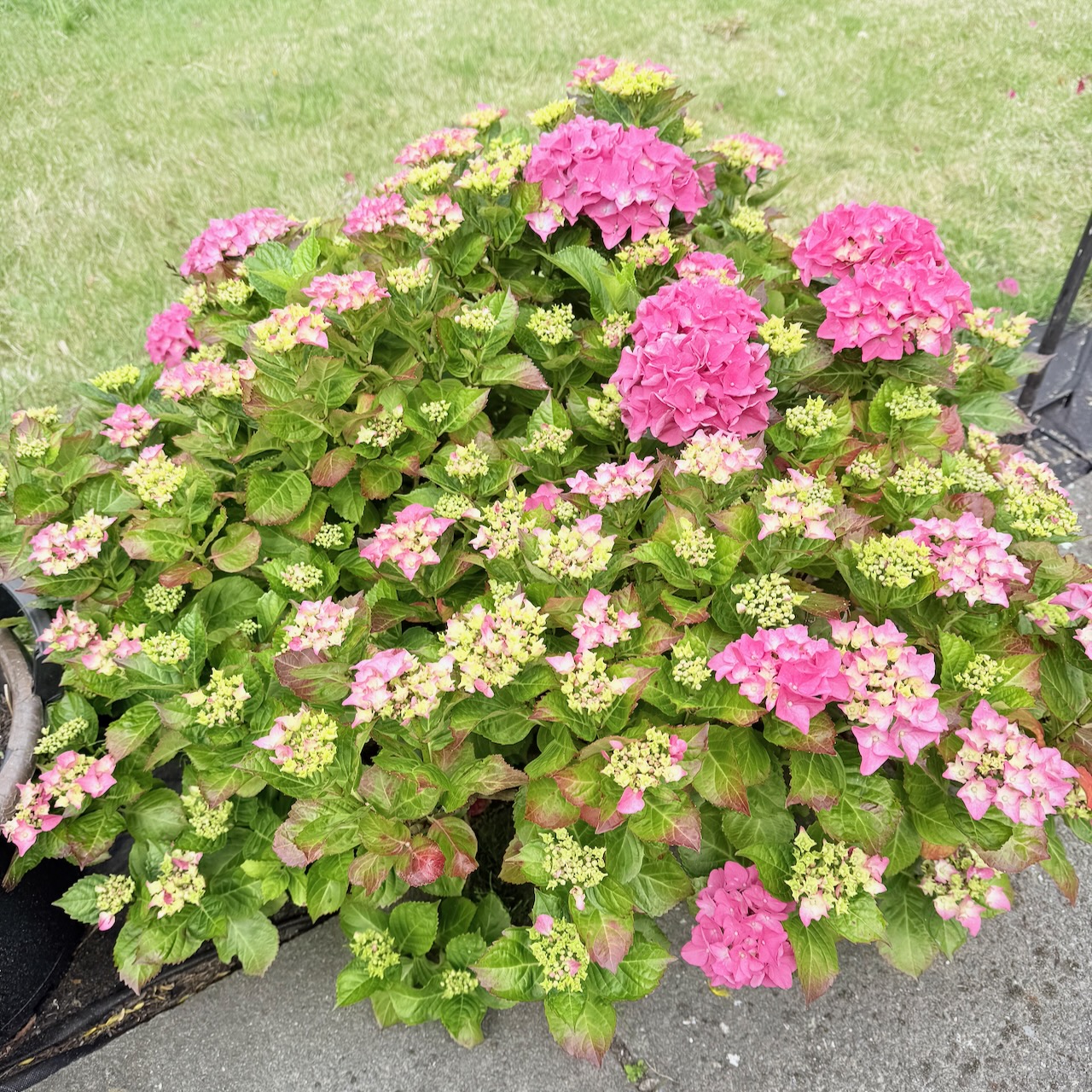 Six On Saturday – 13 June 2026 – The Garrett Garden